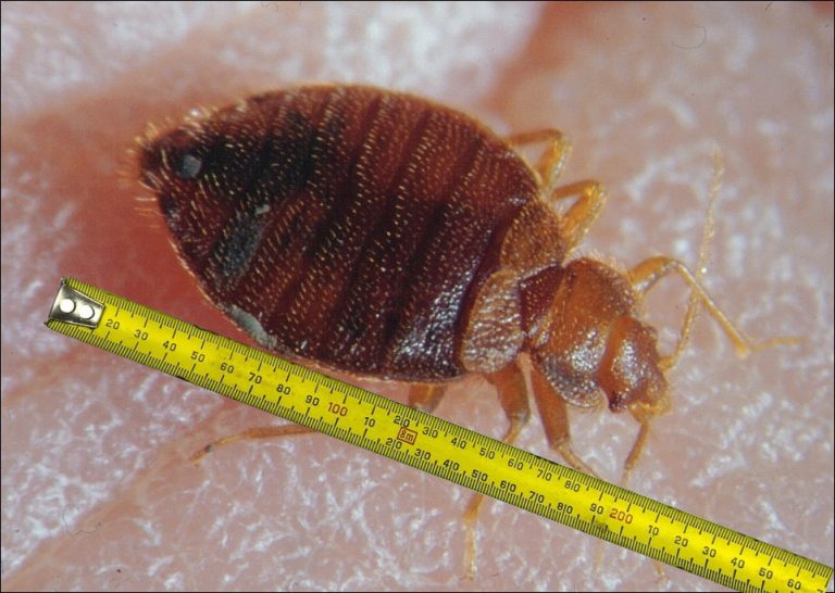 How big are bed bugs