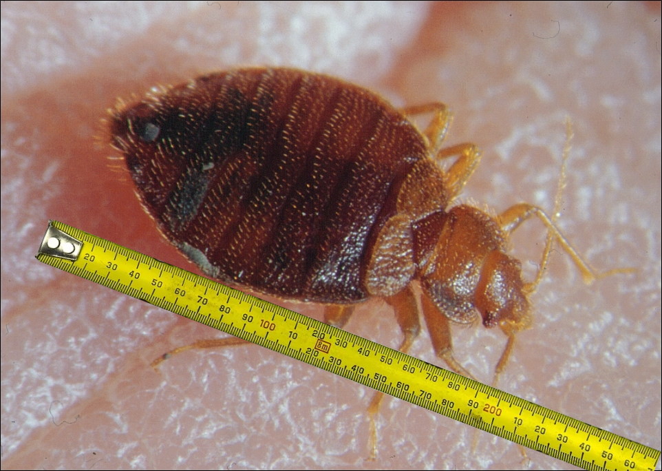 How big are bed bugs